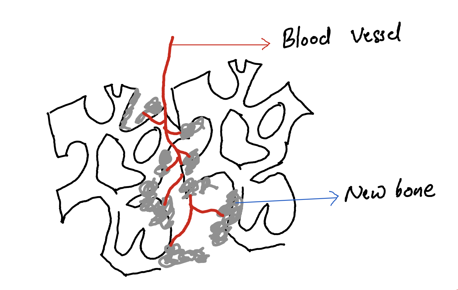 Bone ingrowth in cancellous bone