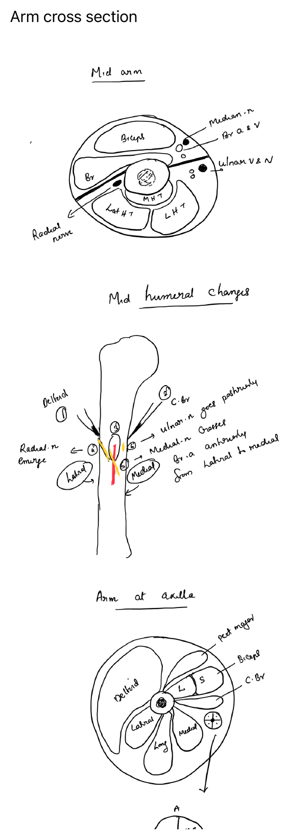Arm cross section