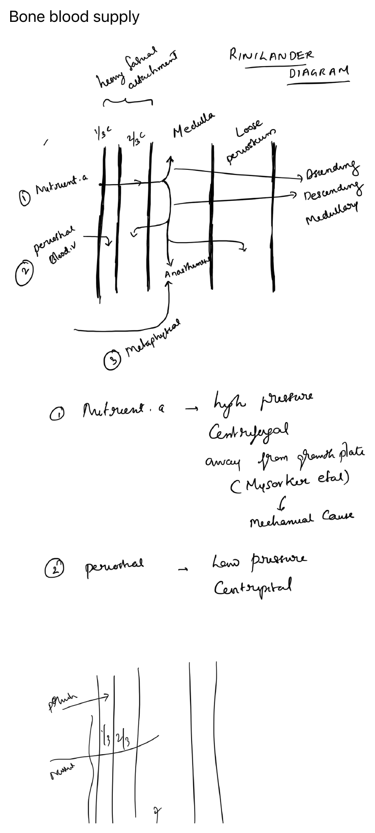 Bone blood supply