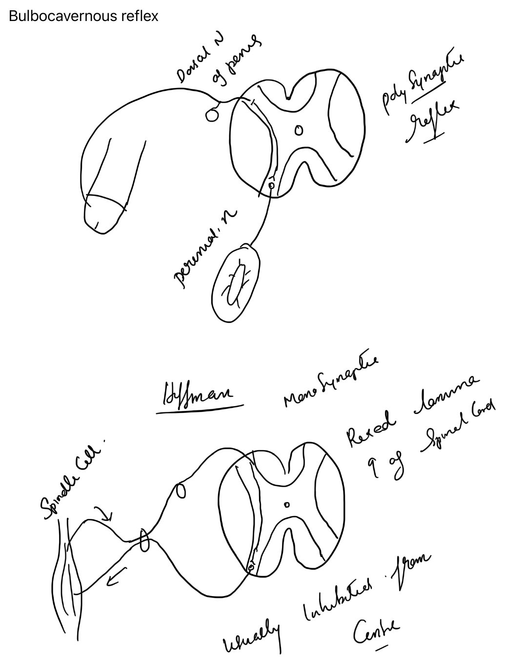 Bulbocavernosus reflex arc