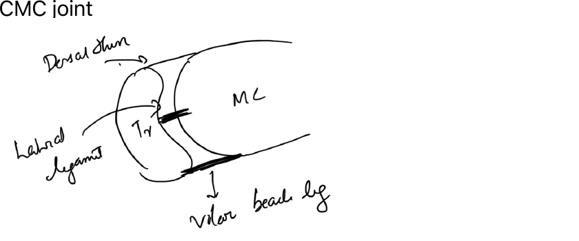 Thumb CMC ligaments