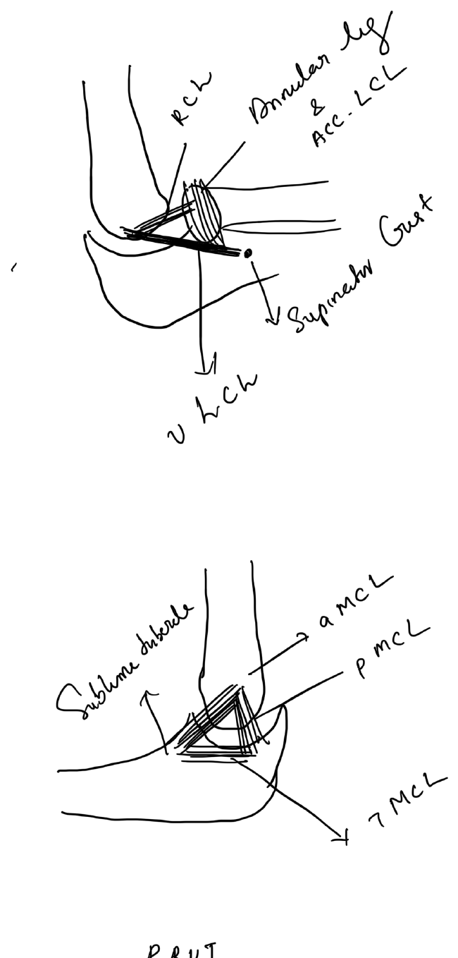 Elbow ligament complexes