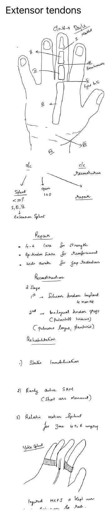 Extensor tendons