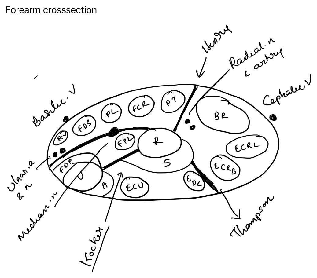 Forearm cross section