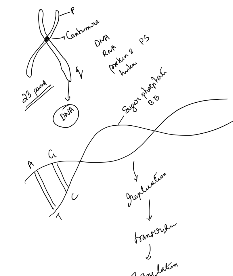 Chromosome, DNA and gene expression