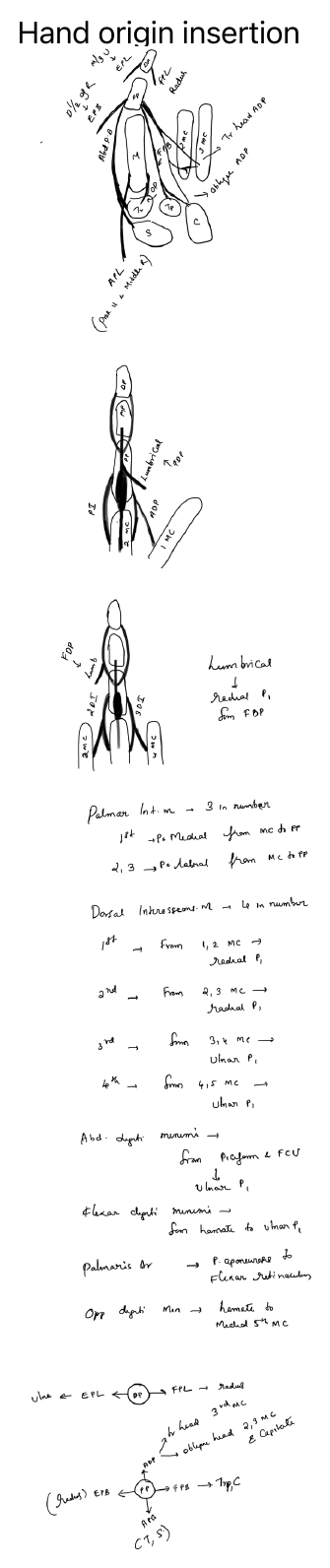 Hand origins and insertions