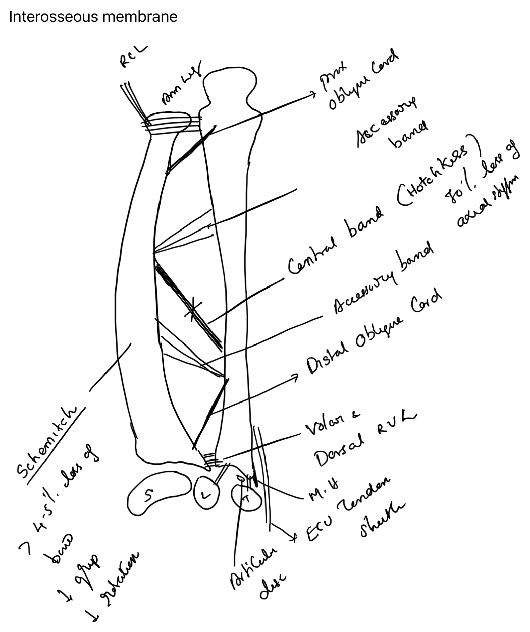 Forearm interosseous membrane