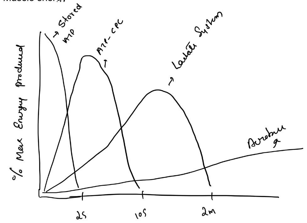 Relative contribution of muscle energy systems
