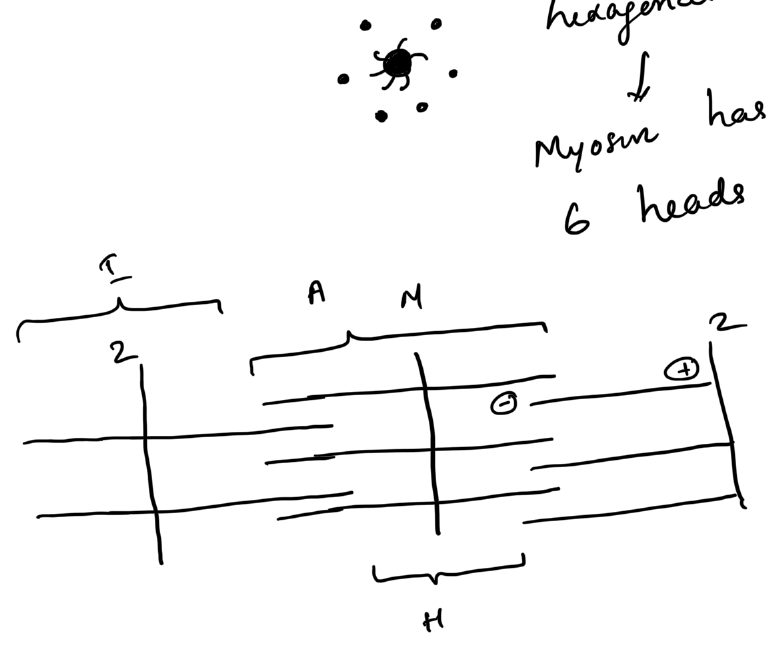 Sarcomere