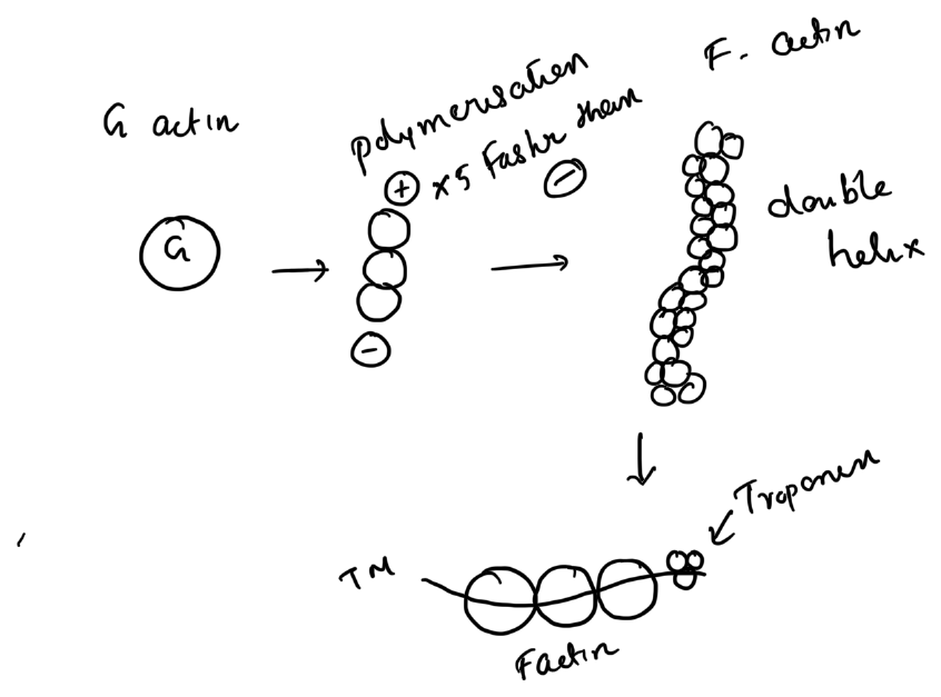 Thin filament organisation