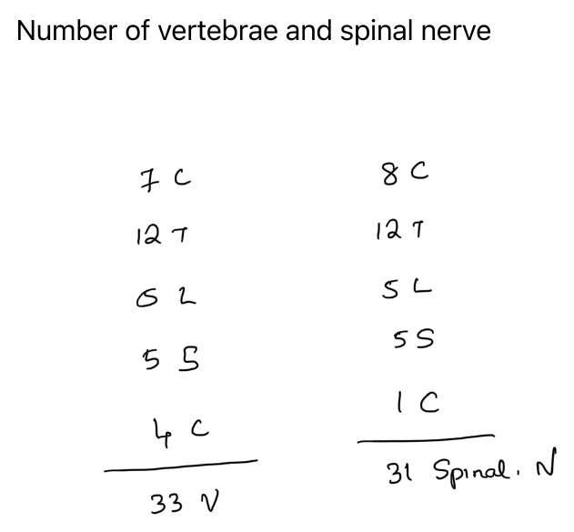 Number of vertebrae and spinal nerves