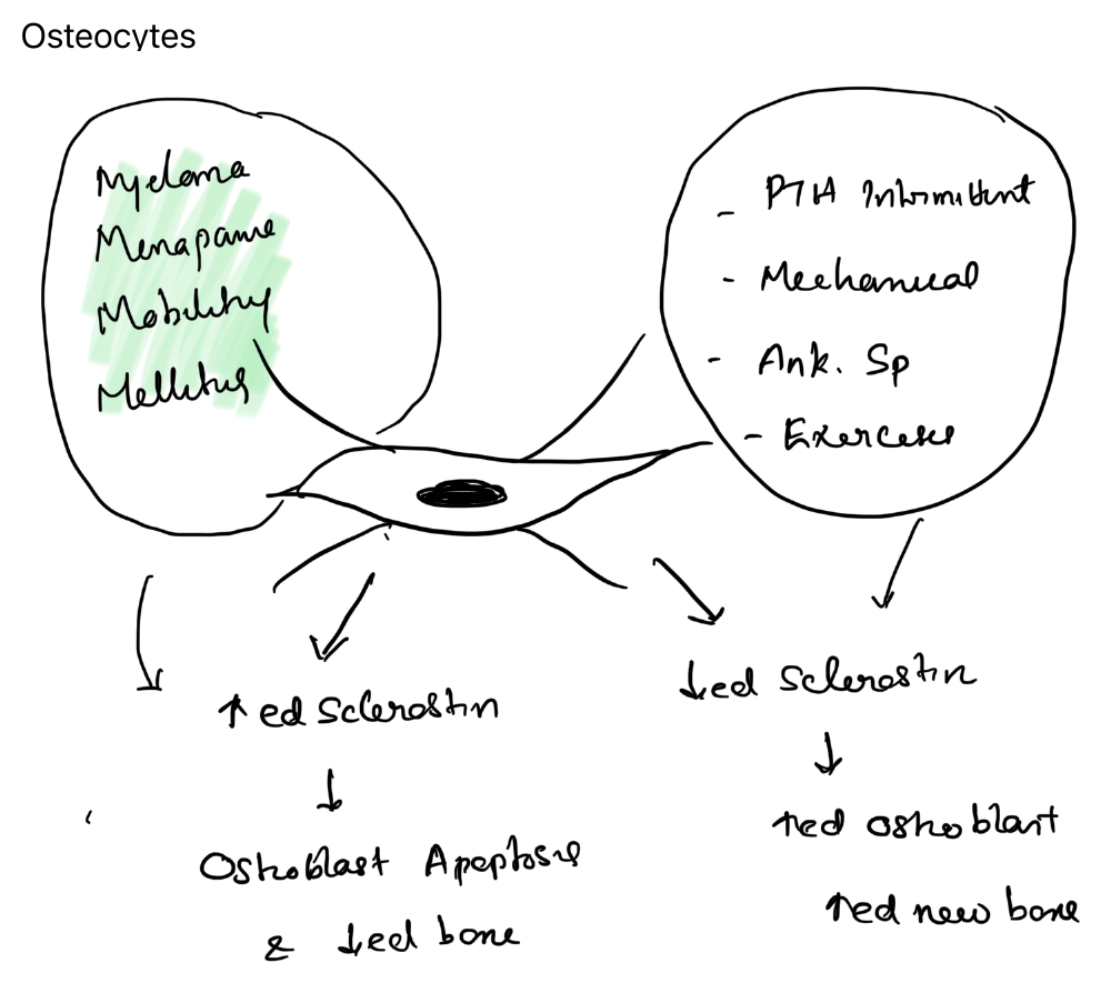 Osteocytes