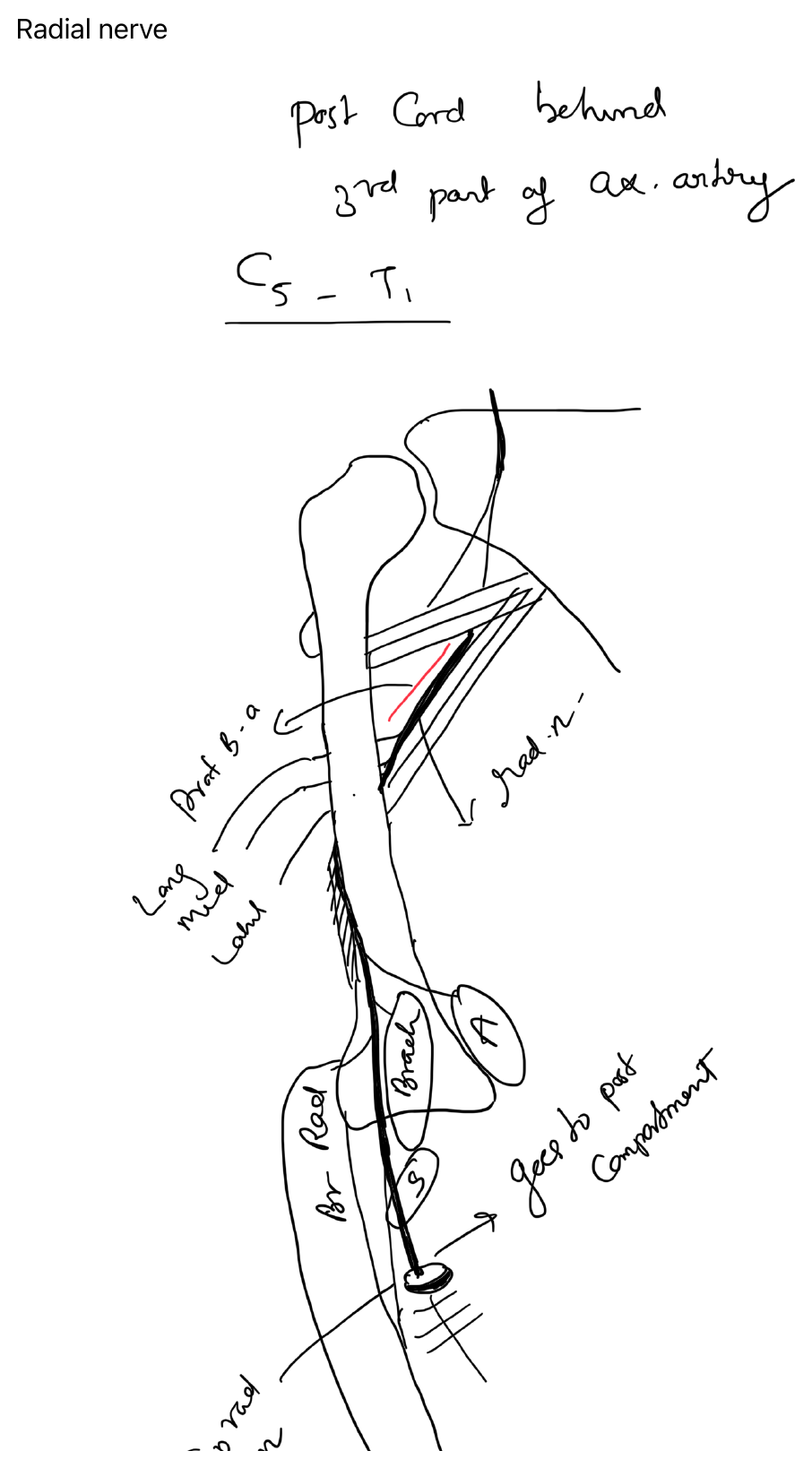 Course of the radial nerve