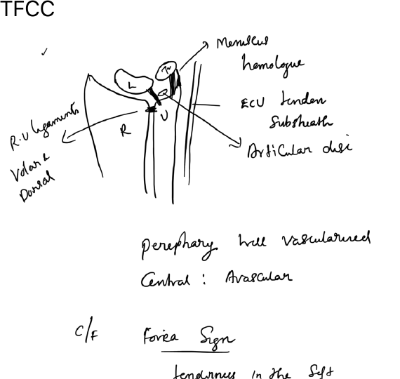 TFCC anatomy