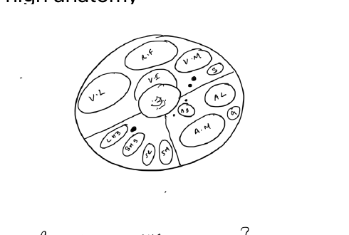 Cross-section of the thigh