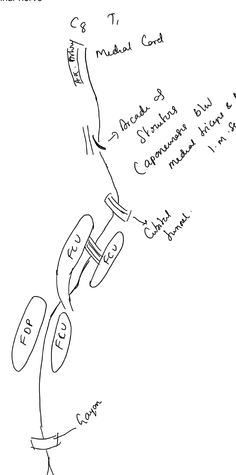 Course of the ulnar nerve