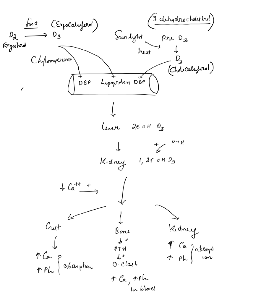 Vitamin D metabolism